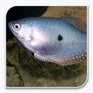 Gourami | Blue Paradise Gourami