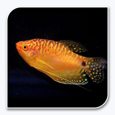 Gourami | Gold Gourami