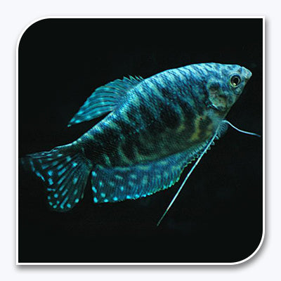 Gourami | Opaline Gourami