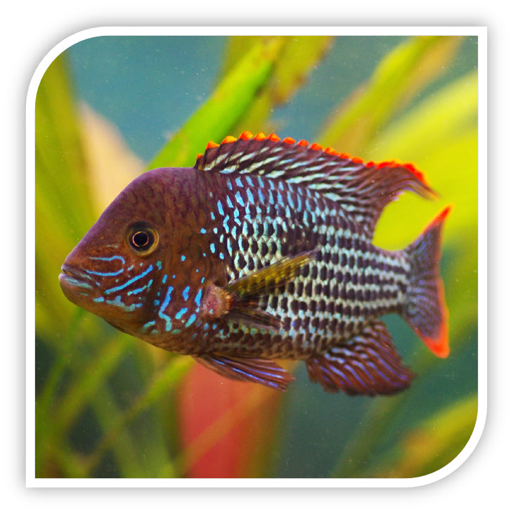 South American Cichlid | Green Terror Cichlid – The iFISH Store