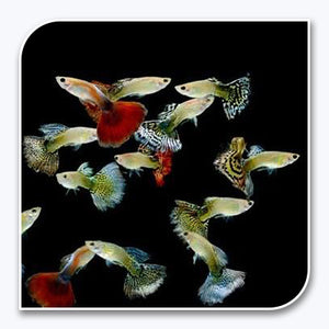 Guppy | Endler's Livebearer Guppy
