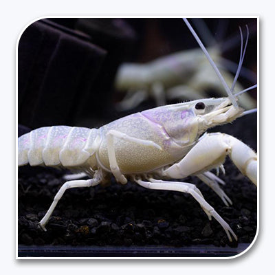 Invertebrates | White Lobster
