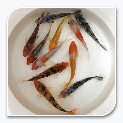 Koi | Assorted Imported Koi Fish | Bulk Packs (4