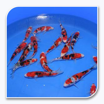 Koi | Show Sanke Koi