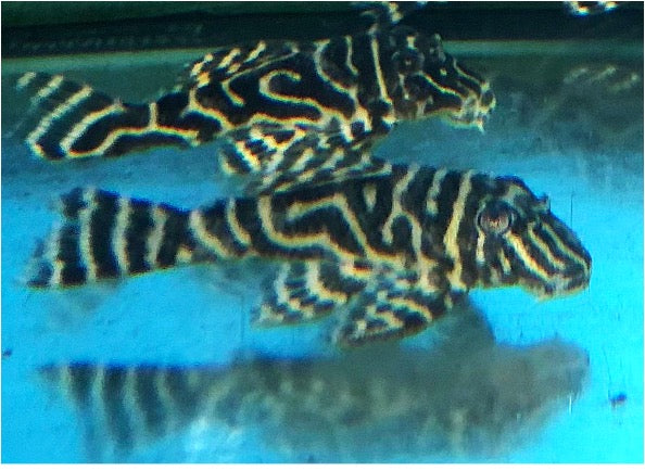 Buy Freshwater Plecostomus Fish - Live Arrival Guarantee – The iFISH Store