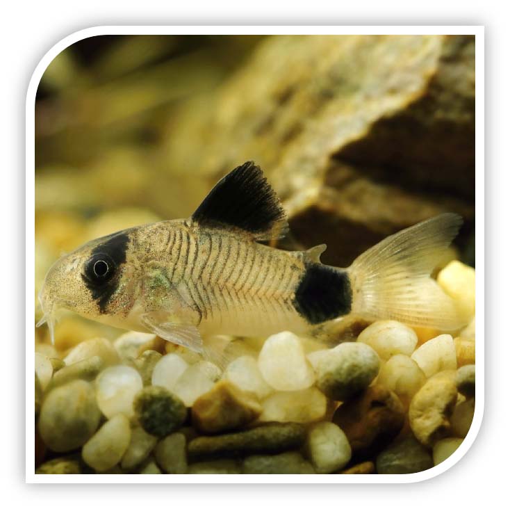 Catfish | Corydoras Panda – The iFISH Store
