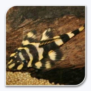 Plecostomus | Snowball Pleco