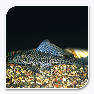 Plecostomus | Common Plecostomus