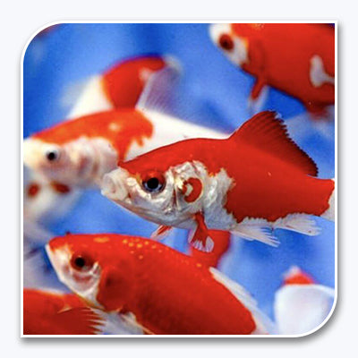 Goldfish | Red and White Sarasa Comet