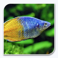 Rainbow Fish | Bosemani Rainbow