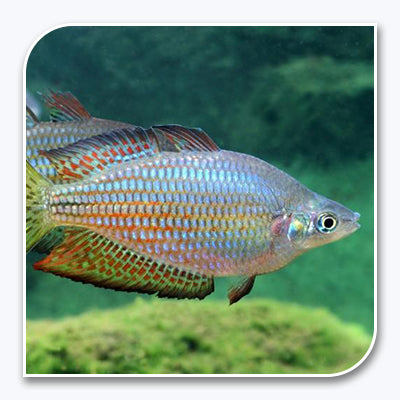 Rainbow Fish | Australian Rainbow