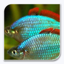 Rainbow Fish | Praecox Rainbow