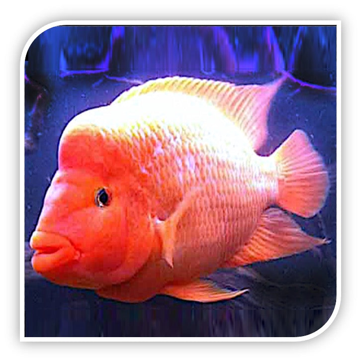 Central American Cichlid | Red Devil