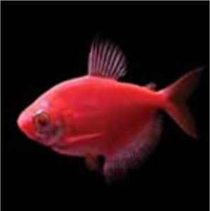 GloFish | Red GloFish Tetra