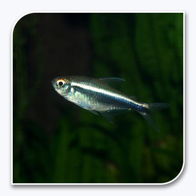 Tetra | Black Neon Tetra