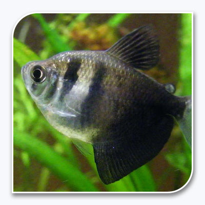 Black Tetra - Healthy Freshwater Fish | The iFish Store – The iFISH Store