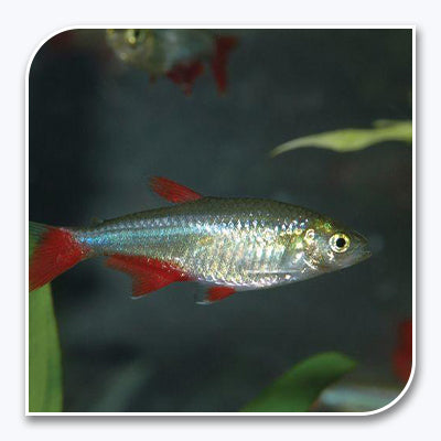 Tetra | Blood Fin Tetra