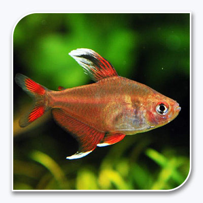 Tetra | Candy Cane Tetra
