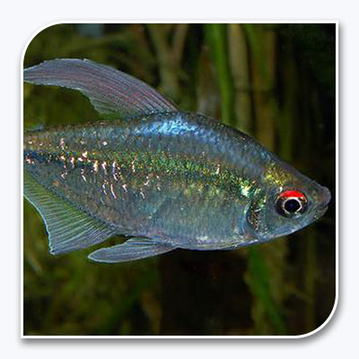 Tetra | Diamond Tetra