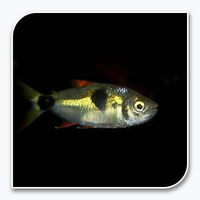 Tetra | Exodon Tetra