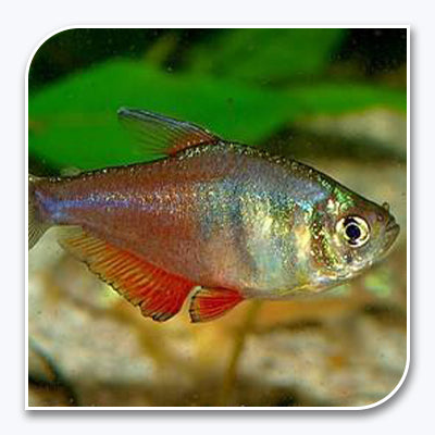 Tetra | Flame Tetra