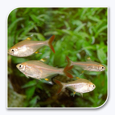 Tetra | Golden Pristella Tetra
