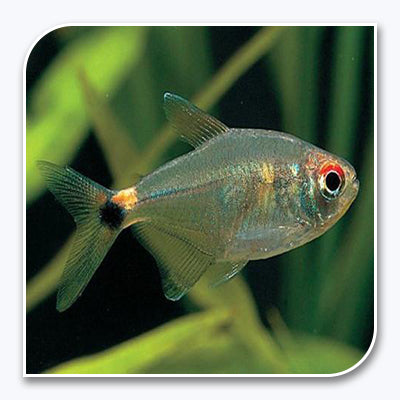 Tetra | Head and Tail Light Tetra