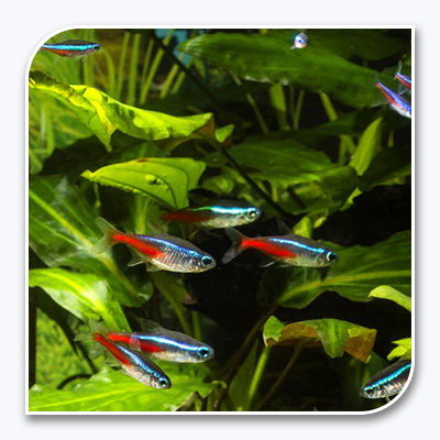 Tetra | Jumbo Neon Tetras | Bulk Packs