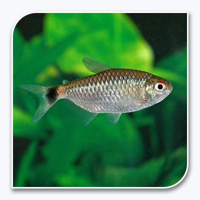 Tetra | Red Eye Tetra