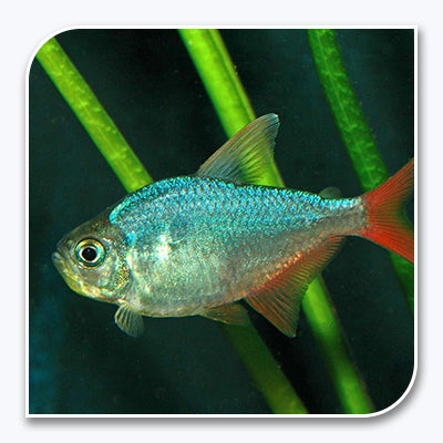 Tetra | Red and Blue Colombian Tetra