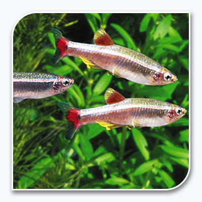 Tetra | White Cloud Mountain Minnow