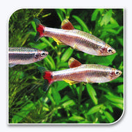 Tetra | White Cloud Mountain Minnow