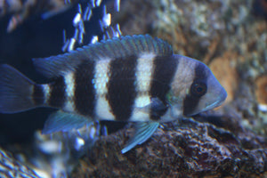 African Cichlid | Frontosa