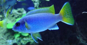 African Cichlid | Yellow Tail Acei