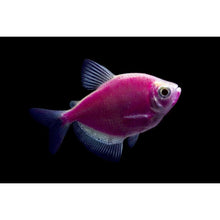 GloFish | Galactic Purple GloFish Tetra