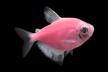GloFish | Moonrise Pink GloFish Tetra