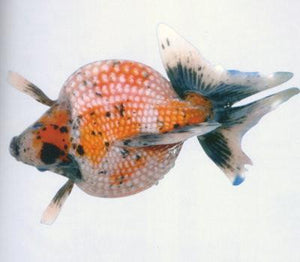 Goldfish | Calico Pearlscale
