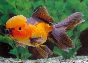Goldfish | Red And Black Oranda