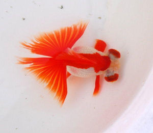 Goldfish | Red And White Butterfly