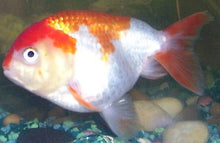 Goldfish | Red And White Lionhead