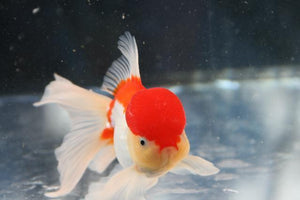 Goldfish | Red And White Oranda