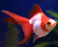 Goldfish | Red And White Ryukin