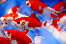 Goldfish | Red And White Sarasa Comet