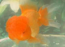 Goldfish | Red Oranda