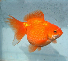 Goldfish | Red Pearlscale