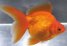 Goldfish | Red Ryukin