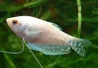 Gourami | Platinum Gourami