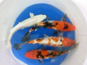 Koi | Assorted Imported Koi Fish