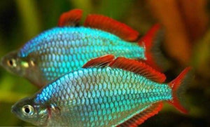Rainbow Fish | Praecox Rainbow
