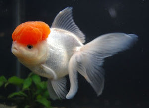 Aquarium Fish for Sale | Goldfish | Red Cap Oranda
